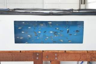 Alguns dos aquários na quarentena não têm informações básicas sobre os peixes (Foto: Vanessa Tamires)