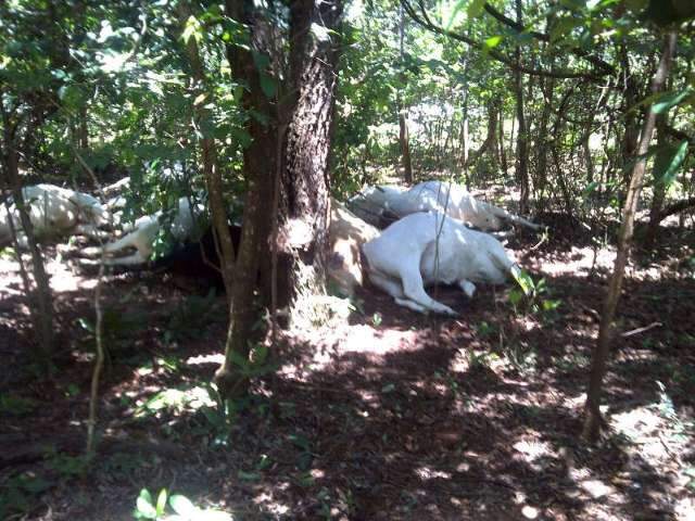 Em fazenda de Campo Grande, queda de raio na fia&ccedil;&atilde;o mata 13 bovinos