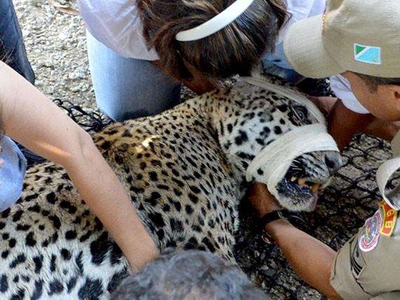Com batimentos card&iacute;acos fracos, on&ccedil;a morre ap&oacute;s resgate que durou 7h
