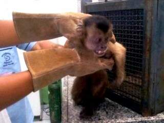 Macaco foi encontrado caído na rua com muitos ferimentos, no início do mês (Foto: Divulgação/PMA)