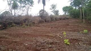 24 hectares de florestas foram desmatadas. (Foto: PMA)