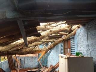 Galhos caíram sob o telhado de uma casa (Foto: Divulgação)