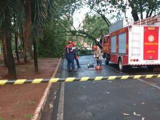 Bombeiros removem árvores para liberação de trânsito na Fernando Corrêa. (Foto: Adriano Fernandes)
