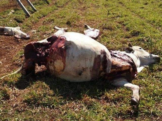 Ladr&otilde;es mutilam gado em fazendas para roubar apenas &quot;carnes de primeira&quot;