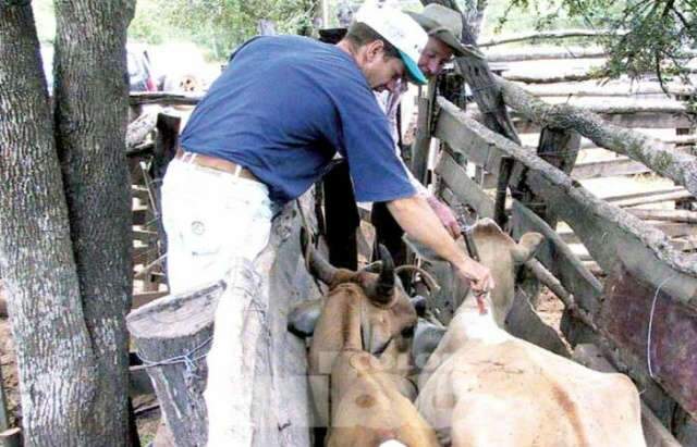  Governo brasileiro suspende importa&ccedil;&atilde;o de carne paraguaia por causa de novo foco de febre aftosa