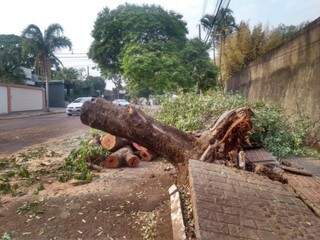 Testemunhas afirmam que por pouco árvore não atingiu veículos no momento da queda (Foto: Tainá Jara)