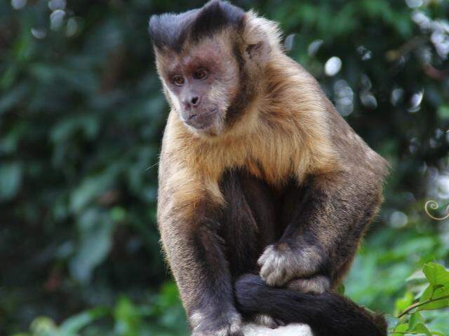 Foto de macacos fofos na natureza