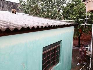 Animal ficou durante toda a noite no telhado da casa, na Vila Margarida. (Foto: Marcos Ermínio)