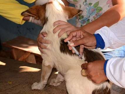 Com mais 4 casos de raiva animal confirmados, CCZ intensifica vacinação 