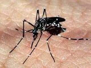 Mosquito Aedes aegypti é combatido por ações do Ministério da Saúde (Foto: Arquivo/Agência Brasil)