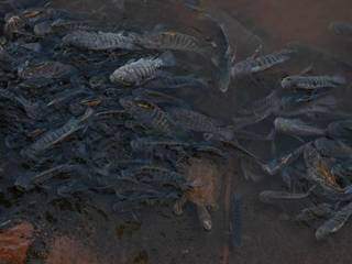 Peixes e até um cágado foram encontrados agonizando no Rio Anhanduí (Foto: Direito das Ruas/Marcelo Calazans)