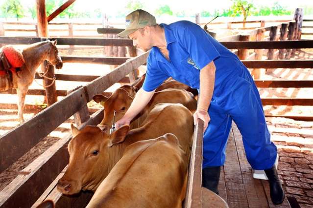 Vacina&ccedil;&atilde;o da febre aftosa para regi&atilde;o de fronteira come&ccedil;a na ter&ccedil;a-feira