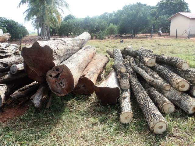 Fazendeiro &eacute; autuado em R$ 16 mil por desmatamento e explora&ccedil;&atilde;o de madeira