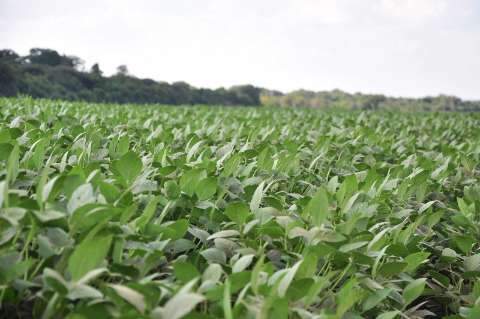 Região Sul do Estado já concluiu plantio da safra de verão de soja