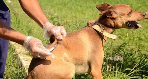 CCZ confirma 2º caso de raiva animal e cidade terá duas fases de vacinação