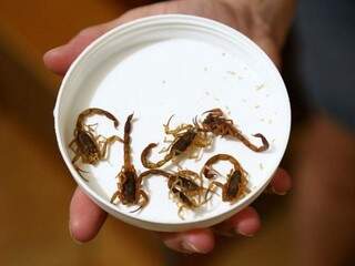 Escorpiões recolhidos pelo casal na antiga casa (Foto: Alcides Neto)