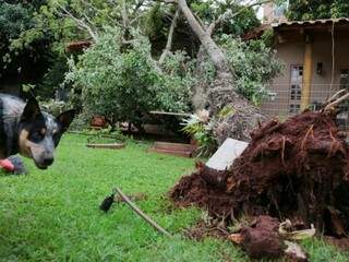 Árvore de pequeno porte caiu durante temporal de ontem (Foto: Fernando Antunes) 