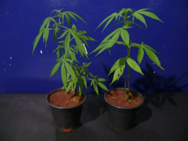 Dupla &eacute; presa com 120 mudas de maconha em Brasil&acirc;ndia