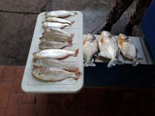 Pescados apreendidos com medida abaixo da permitida por lei (Foto PMA/Divulgação)