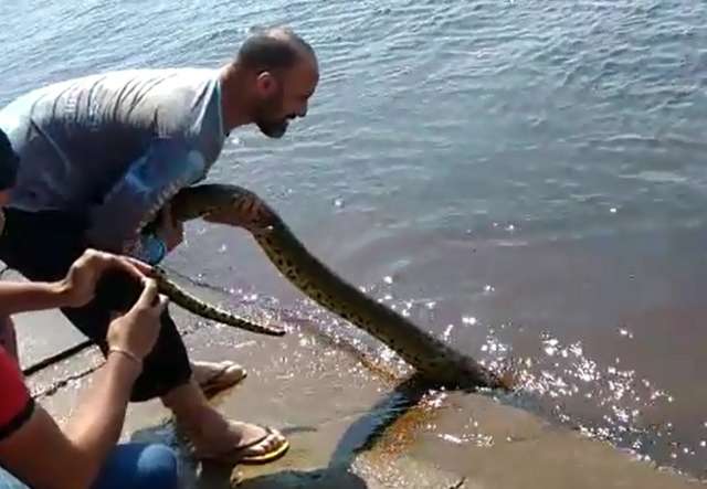 Grupo de pescadores grava v&iacute;deo puxando sucuri pelo rabo no Pantanal