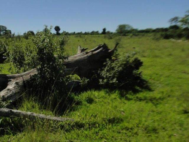 Imagens de sat&eacute;lite denunciam desmatamento e PMA multa pecuarista
