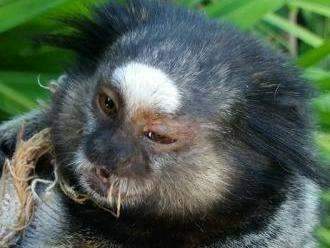 Estudante resgata macaco em rua de bairro pr&oacute;xima a inc&ecirc;ndio florestal