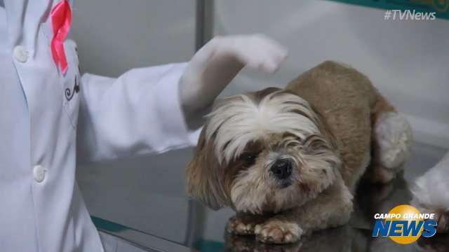 Outubro Rosa: saiba como proteger seus animais de estima&ccedil;&atilde;o do c&acirc;ncer de mama