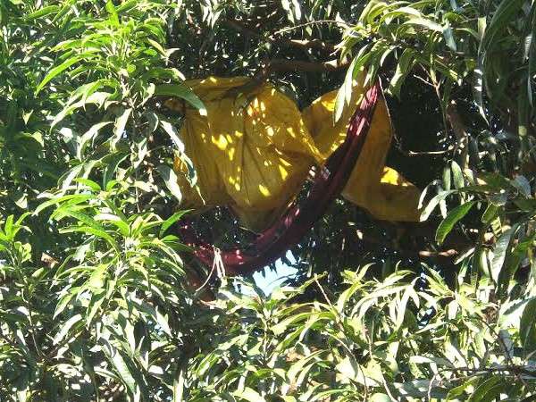 Posto de observa&ccedil;&atilde;o em topo de &aacute;rvore era usado para cuidar pol&iacute;cia em rodovia