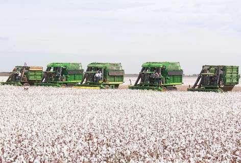 Chuva garante safra recorde de milho e prejudica algodão, mas preço cai