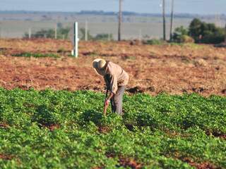 Lavouras em Mato Grosso do Sul ocupam mais de 3 milhões de hectares, segundo a Conab. (Foto: João Garrigó)