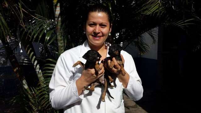 Feira de ado&ccedil;&atilde;o de c&atilde;es e gatos acontece domingo em Campo Grande