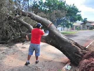 Os funcionários da Prefeitura retiraram a árvore para liberar o trânsito, porém a remoção será feita somente amanhã. (Foto: João Garrigó)