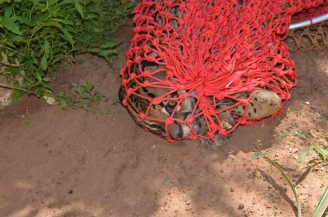 Vizinha pensou que jaguatirica em &aacute;rvore era bicho de pel&uacute;cia