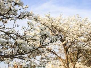 O branco tomou conta das árvores (Foto: Marina Pacheco)