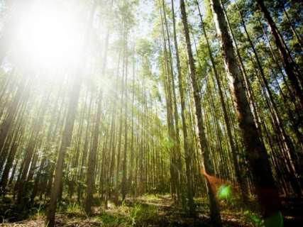 Para quitar dívidas, Eldorado tenta vender florestas de eucalipto em MS