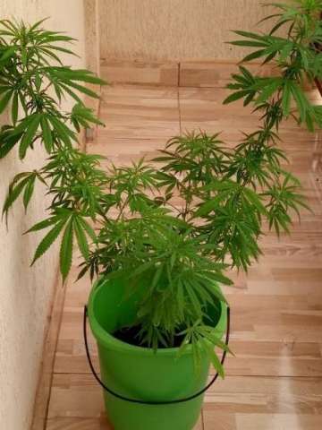 Estudante de Medicina deixa p&eacute; de maconha na sacada e acaba na delegacia