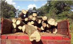 PMA autua fazendeiro por exploração ilegal de madeira em Eldorado