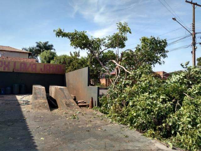 Ip&ecirc; quebra durante vendaval e cai dentro de lava-jato