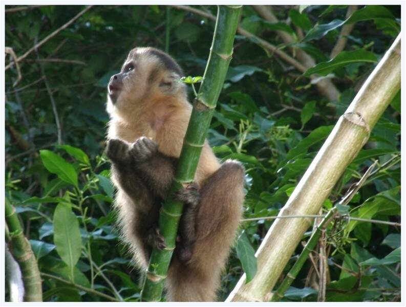 Macacos fofos posando juntos