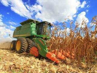 Colheita de milho; produção cresceu 61% em MS (Foto: Arquivo)