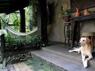 Casa é vigiada por oito cachorros. (Foto: Marcos Ermínio)