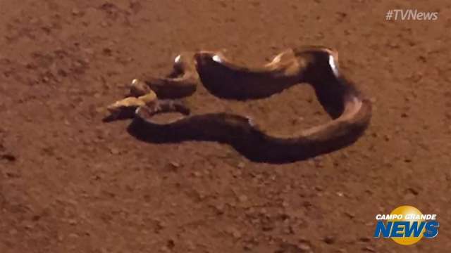 Cobra de mais de um metro &eacute; atropelada e salva por moradores na Interlagos
