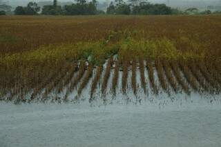Em Dourados, a colheita de soja está em quase 70%, mas as chuvas na região atrapalham o término dos trabalhos. (Foto: Eliel Oliveira)