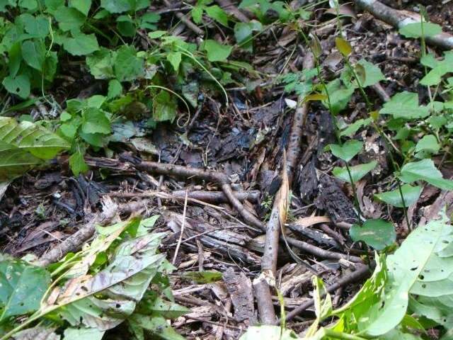  &ldquo;A gente n&atilde;o precisa ter medo. Essa terra &eacute; nossa&rdquo;, diz ind&iacute;o ap&oacute;s atentado