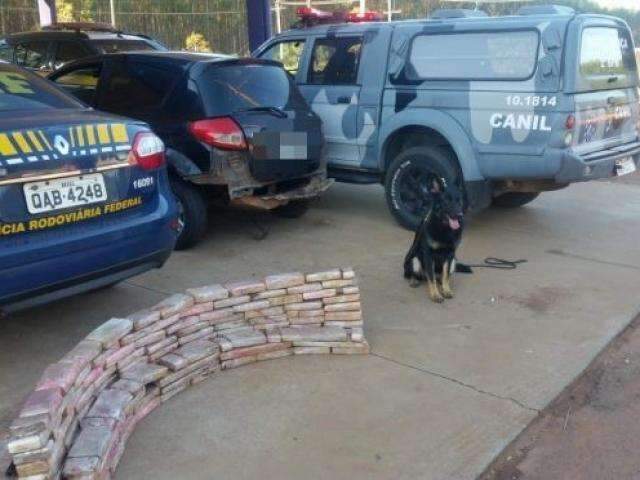A&ccedil;&atilde;o com c&atilde;o farejador resulta na apreens&atilde;o de 104 kg de maconha