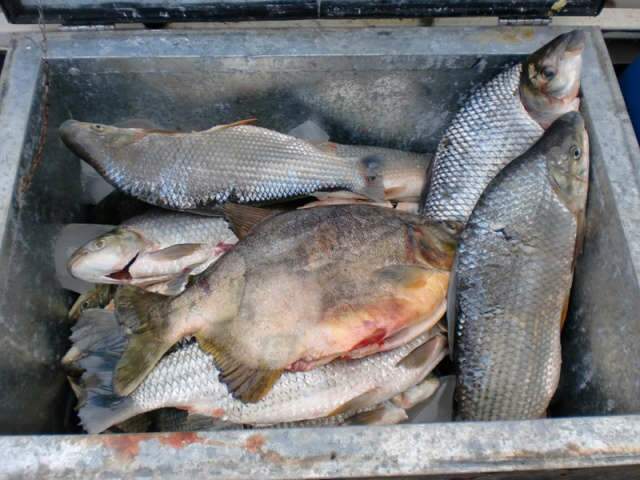  Homem &eacute; flagrado com 78 quilos de pescado e recebe multa de R$ 2,2 mil