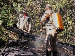 Bombeiros apagam incêndio em árvore seca no Parque dos Poderes (Foto: Henrique Kawaminami)