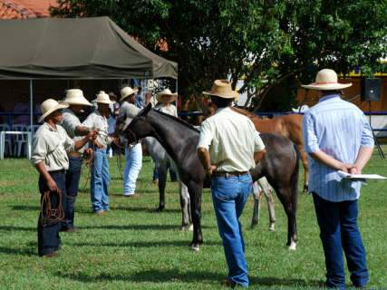 Cavalo pantaneiro é um dos destaques da Expogrande 2012