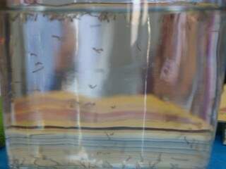 Larvas do Aedes aegypti se proliferam em copo (Foto: PMCG/Divulgação)