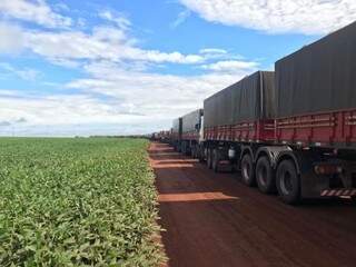 Caminhões com carregamento de milho em fazenda de Maracaju (Foto: Lucimar Couto)